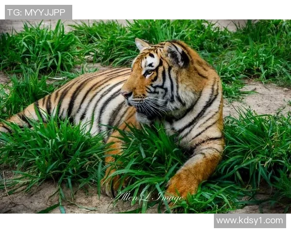 美洲狮与虎的生存之战谁才是丛林之王的真正代表